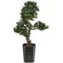 EUROPALMS Bonsai Podocarpus Artificial Plant, 80cm 82600116