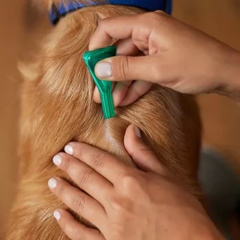 Frontline Combo Spot-On L for Dogs 20-40 kg – 3 Pipettes x 2.68 ml