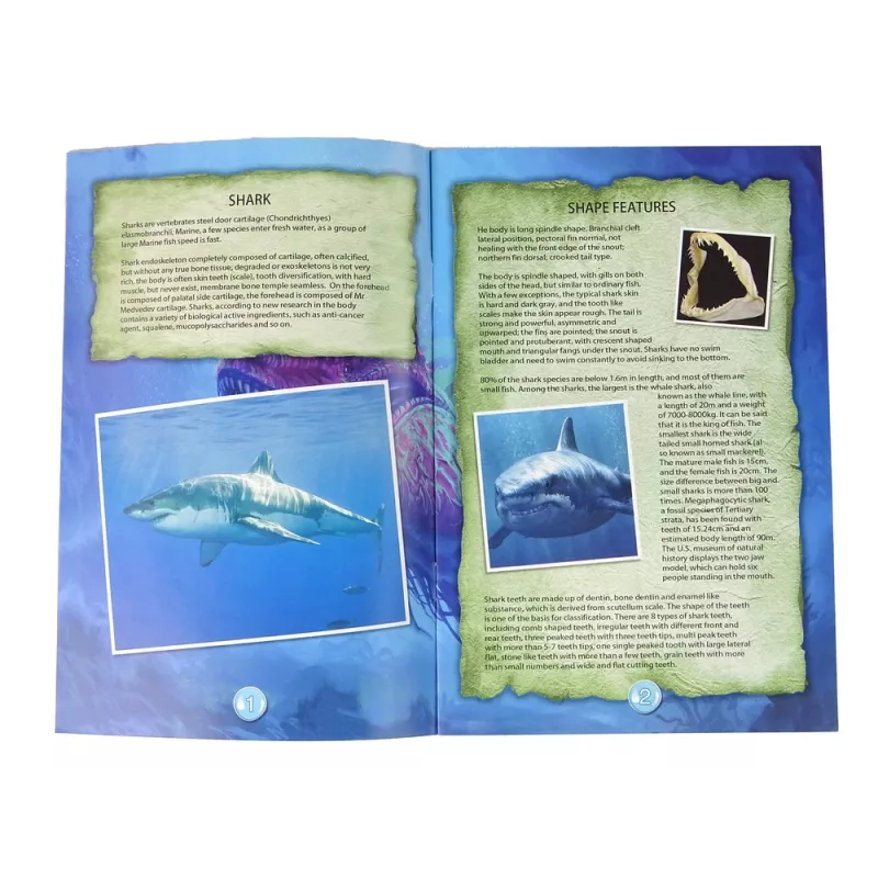LEAN TOYS Ammonite Shark Excavation Educational Kit