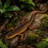 LEAN TOYS Lizard Viviparous Rubber Figurine Stretchable Realistic 12.5 cm