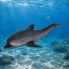 LEAN TOYS Rubber Sea Dolphin Figurine Soft Realistic TPR Dark Gray 17.5 cm