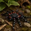 LEAN TOYS Spider Tarantula Rubber Figure Stretchable Realistic Black 10 cm