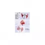 Olympia 9178 Laminating Pouches A6 Transparent 100 Pieces 80 Micron