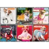 Trefl Puzzle 200 Happy Dogs